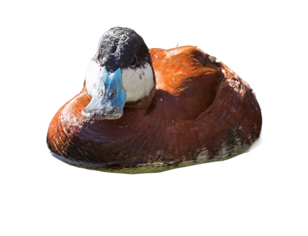 Ruddy Duck