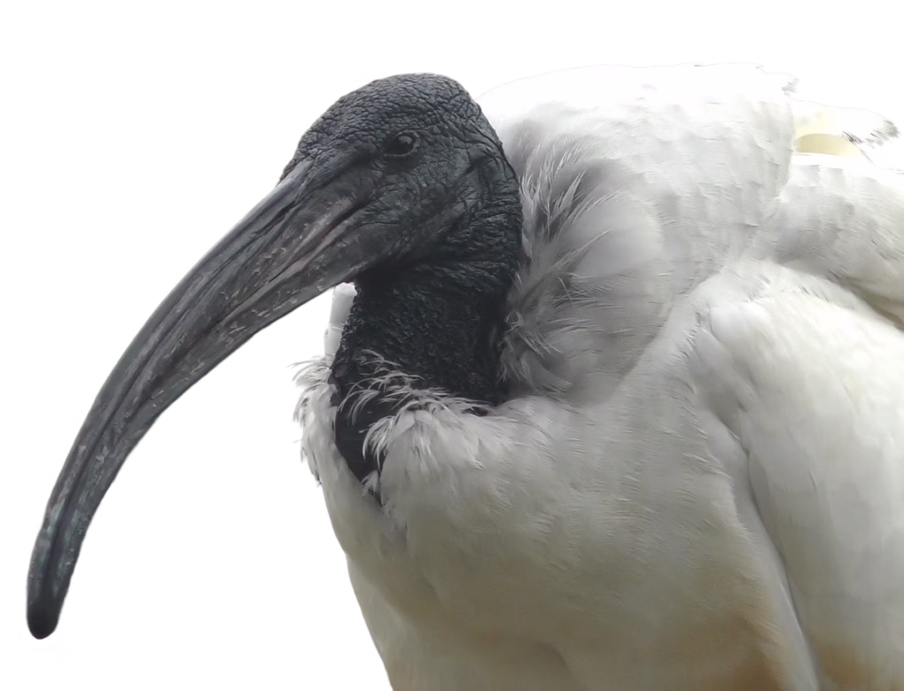 Sacred Ibis