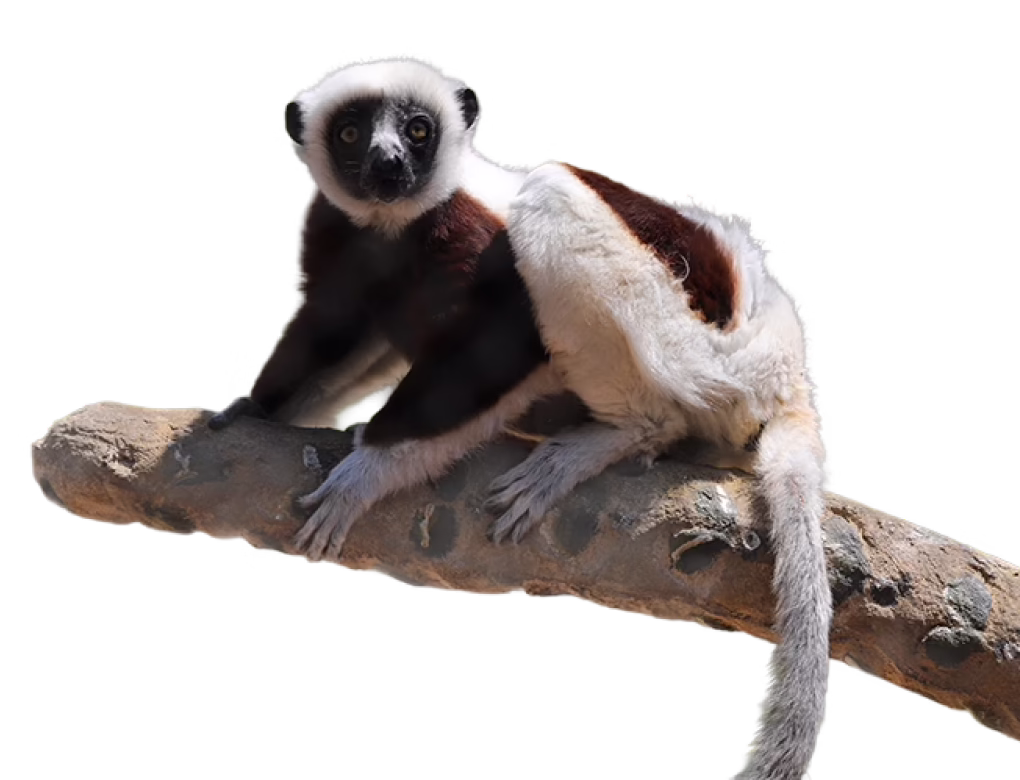 Coquerel’s sifaka