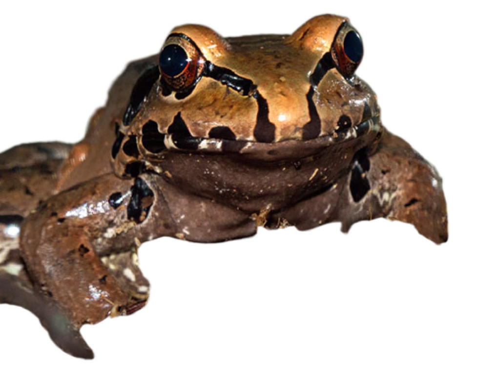 Smoky jungle frog