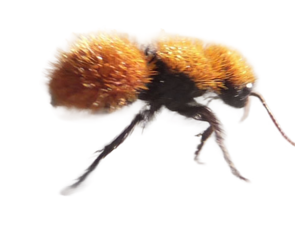 Velvet Ant