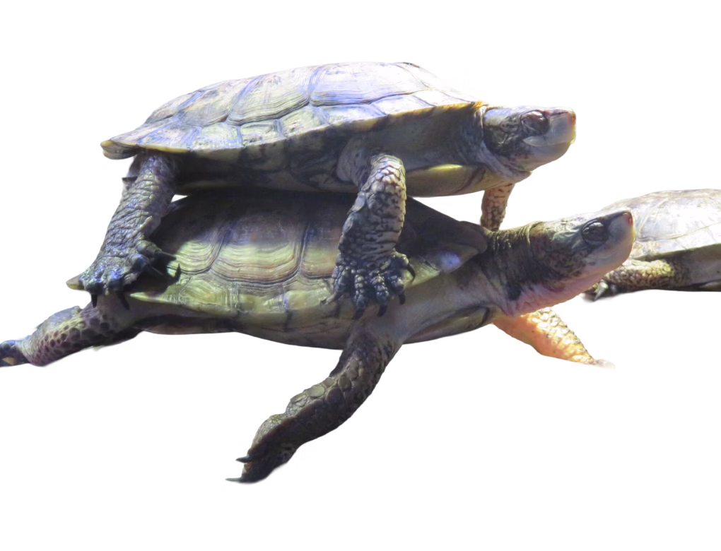 Western pond turtle