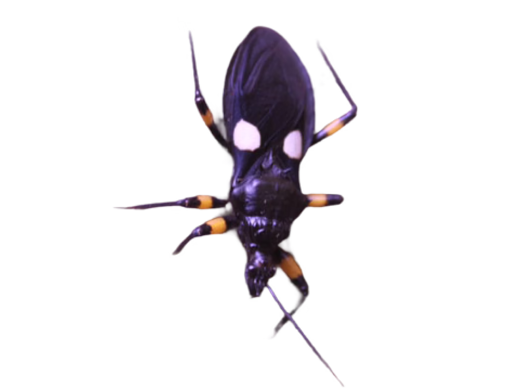 White-eyed Assassin Bug