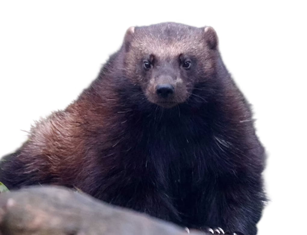 Wolverine