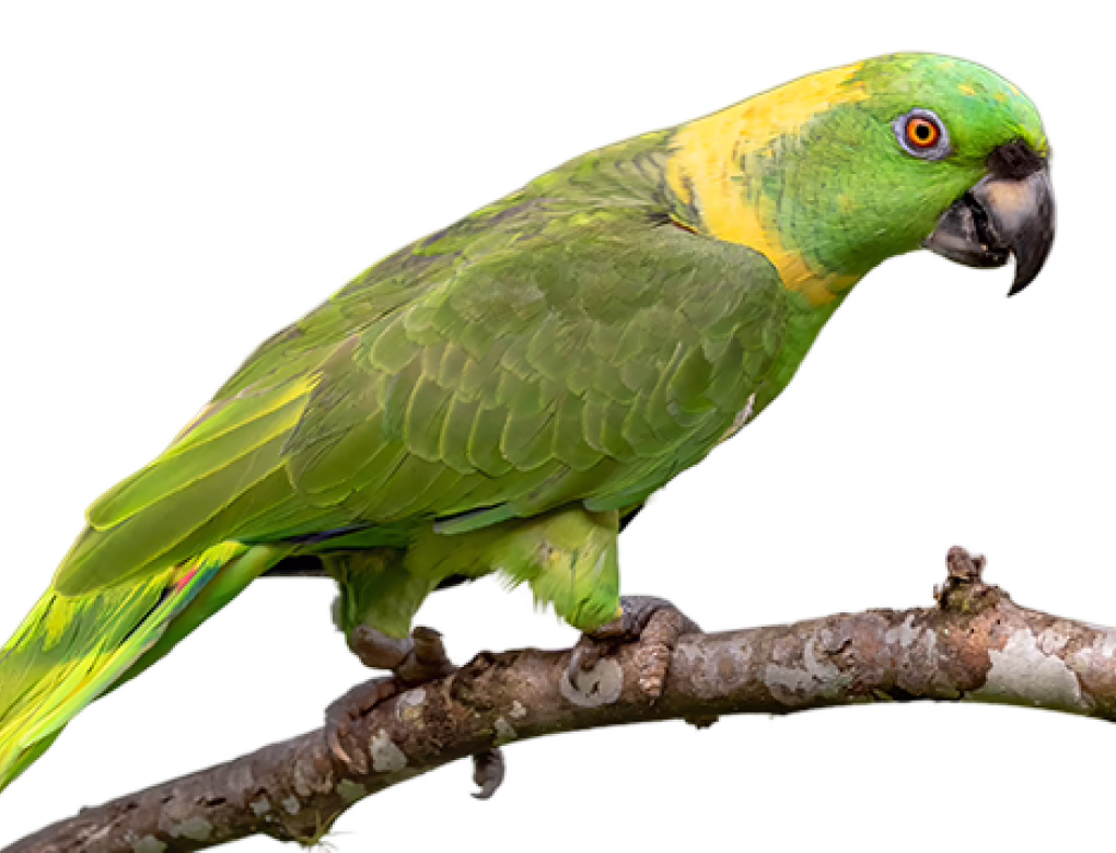 Yellow-naped Amazon