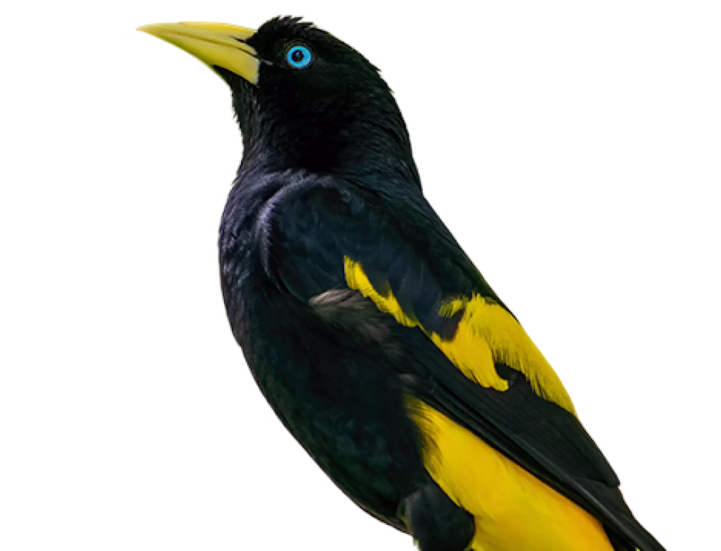Yellow-rumped cacique