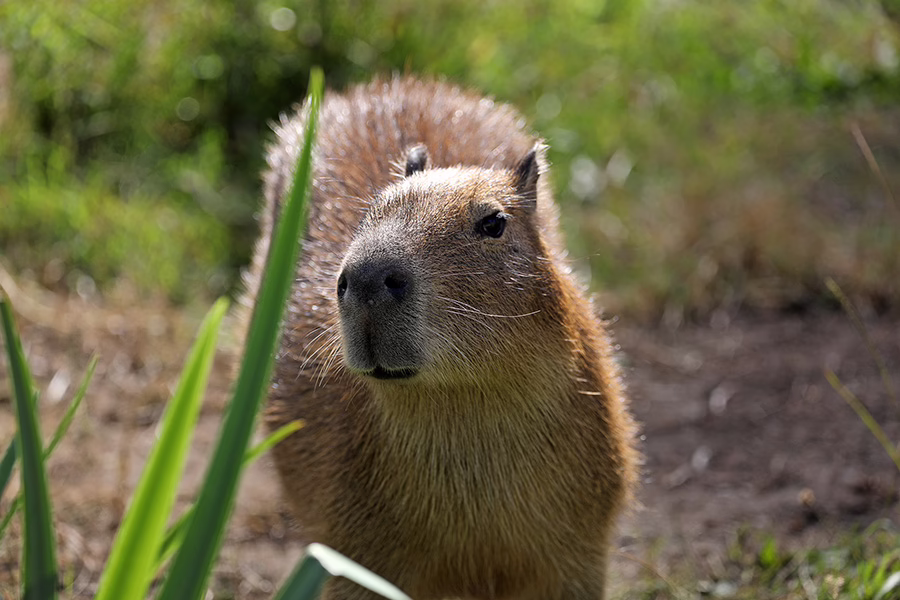 Capybara
