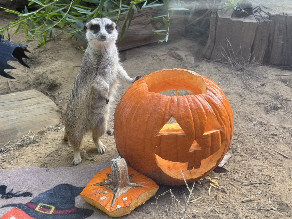 Boo at the Zoo
