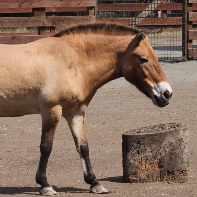 Przewalski’s horse