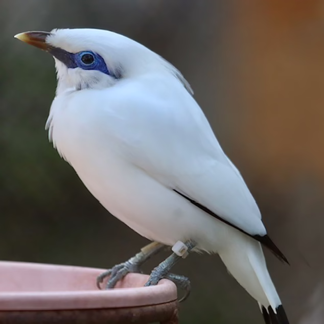 Bali myna
