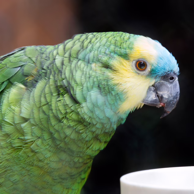 Blue-fronted Amazon