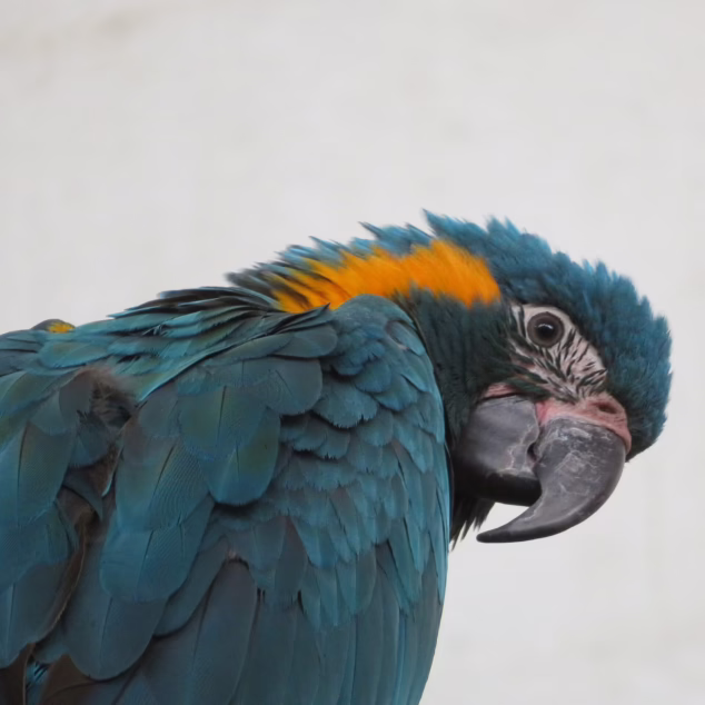 Blue-throated macaw