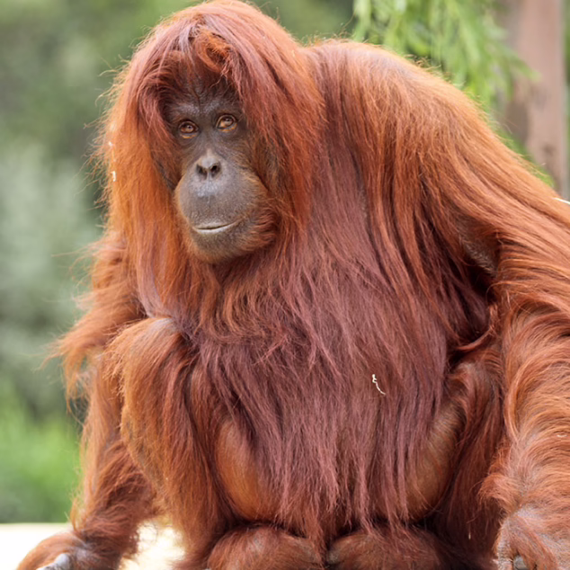 Bornean Orangutan
