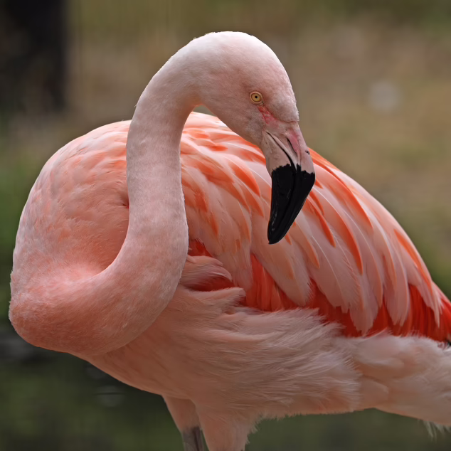 Chilean flamingo
