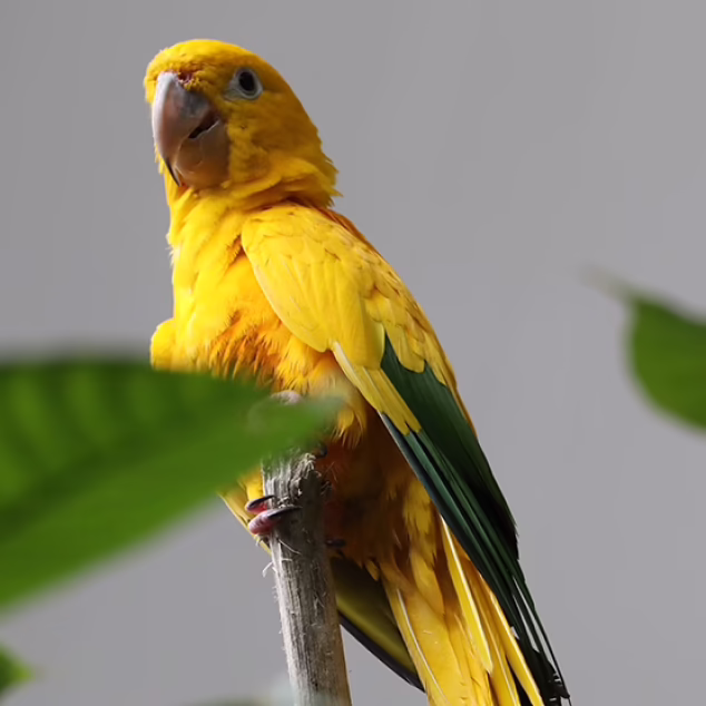Golden conure