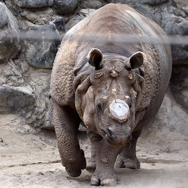 Greater One-horned Rhinoceros