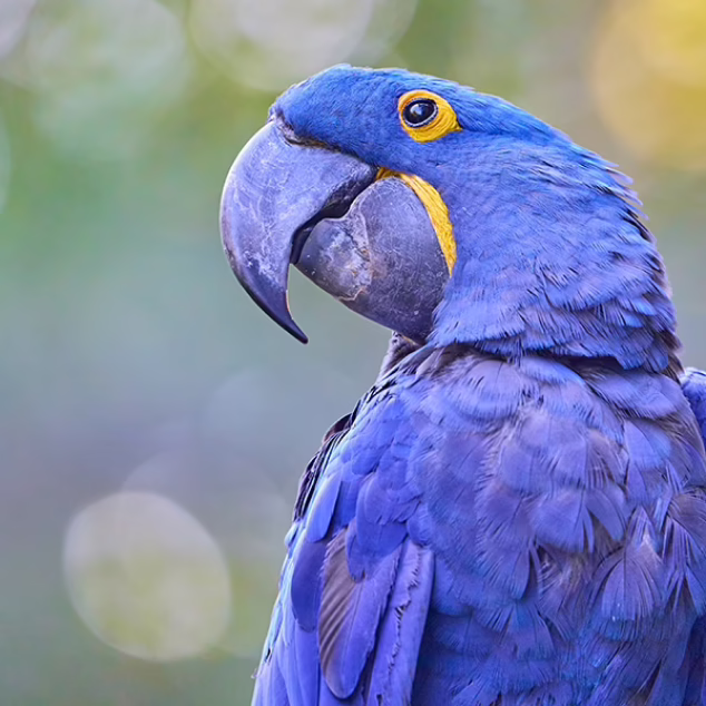 Hyacinth Macaw