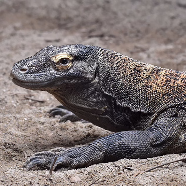 Komodo Dragon