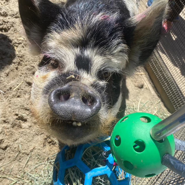 KuneKune pig