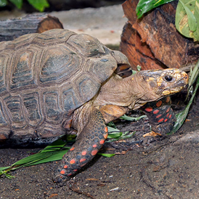 Red footed tortoise