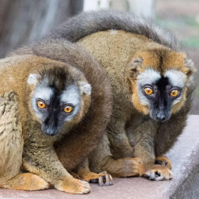 Red-fronted brown lemur