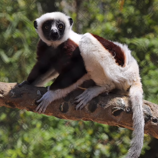 Coquerel’s sifaka