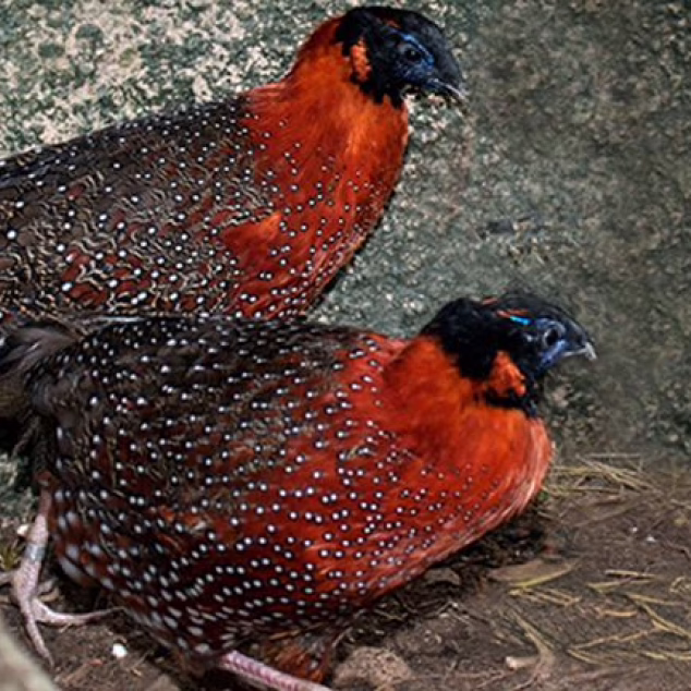 Temminck’s Tragopan
