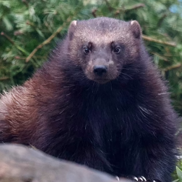 Wolverine