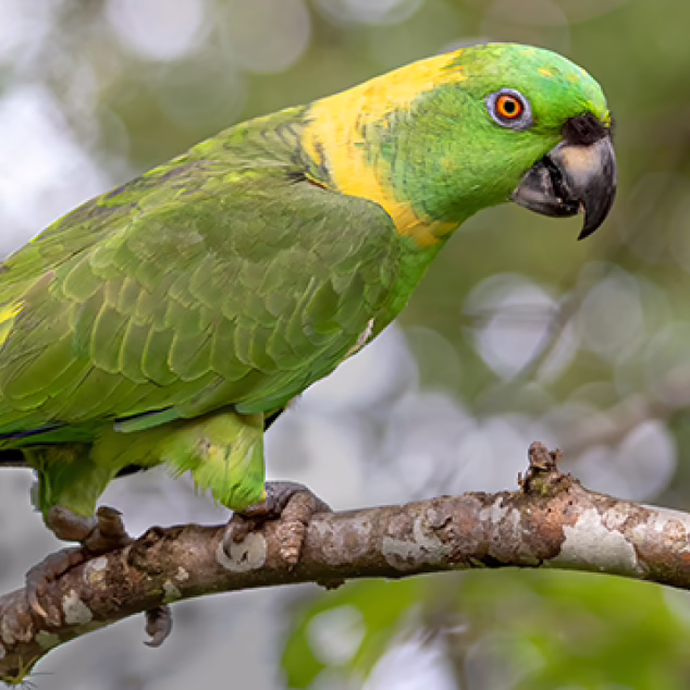 Yellow-naped Amazon